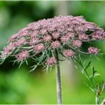 Daucus Carota