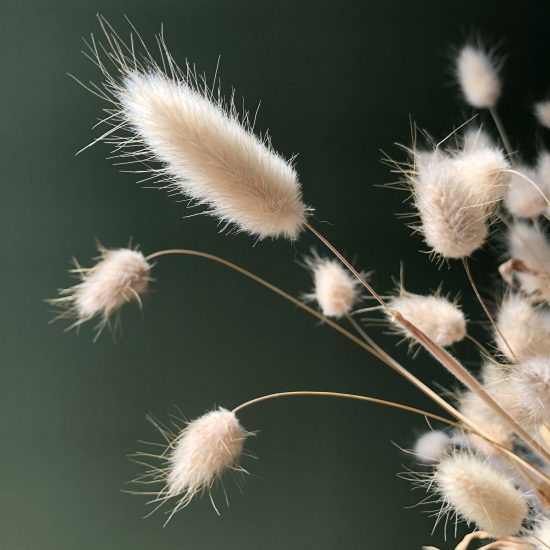 Naturally bleached bunny tail grasses